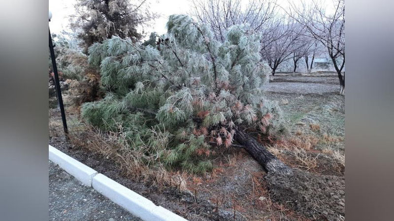 'Jizzaxda esgan kuchli shamol daraxtlarni ildizi bilan qo`porib tashladi (foto)'ning rasmi