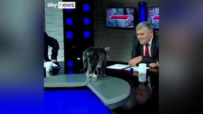 Изрображение 'В Грузии кот решил поучаствовать в диалоге о политике в прямом эфире (видео)'