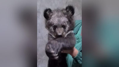 Изрображение 'Ташкентский зоопарк показал медвежонка, родившегося у пары гималайских медведей (видео)'