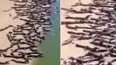 Изрображение 'Сотни крокодилов оккупировали пляж в Бразилии: в сети гадают о причине (видео)'