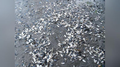 'Pista po`chog`i va sigareta qoldiqlarini tashlagan fuqarolar jarimaga tortiladi!'ning rasmi