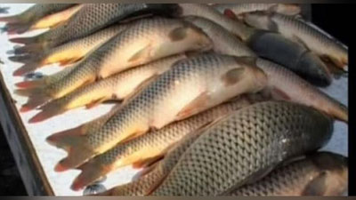 'O`zbekistonda yilning 9 oyida eng ko`p baliq ovlangan hudud ma`lum qilindi'ning rasmi