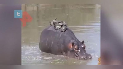 Изрображение 'В Индии сняли, как бегемот катает на спине десяток черепах (видео)'
