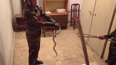 Изрображение 'Спасатели выловили 1,5-метровую змею из офиса организации в Карши (видео)'