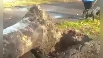 Изрображение 'В Янгихаёте упавшее дерево раздавило автомобиль: погибла пассажирка (видео)'