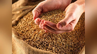 'Nega korxonalar fermerdan g`alla olib, pulini berolmayapti? XDPning xulosasi'ning rasmi