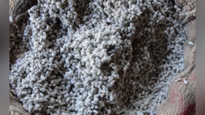 'Marhamatda chigit mahsulotlari talon-toroj qilindi'ning rasmi