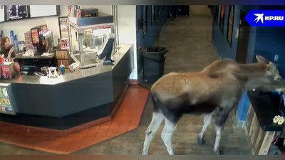 Изрображение 'На Аляске лось пришел в кинотеатр и съел попкорн (видео)'