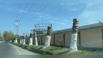 Изрображение 'Чирчикский хокимият прокомментировал фото, вызвавшее возмущение в сети'