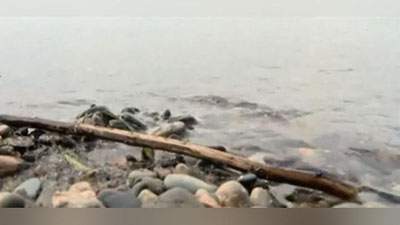 Изрображение 'В Ташкентской области 5-летний ребенок упал в канал, ведутся поиски'