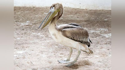 Изрображение 'В Ташкентский зоопарк привезли розового пеликана, ударившегося об провода (фото)'