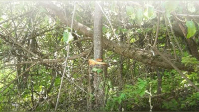 Изрображение 'В Бостанлыке нарушитель выплатит 18 млн сумов за ущерб природе'