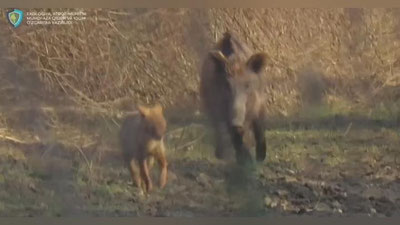 Изрображение 'Кабана на пару с шакалом засняла фотоловушка в Кызылкумском заповеднике'