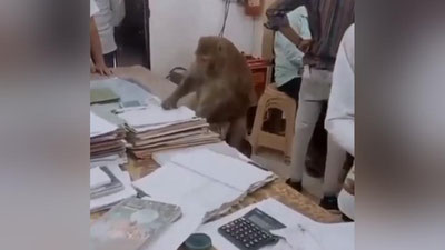 Изрображение 'Обезьяна забралась в индийский офис и приступила к работе (видео)'