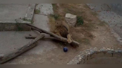 Изрображение 'Ташкентский зоопарк попросил горожан помочь с игрушками для животных'