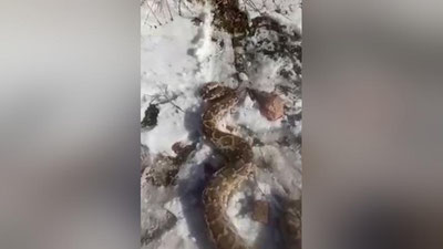 Изрображение 'На обочине дороги в Бельдерсае нашли питона (видео)'