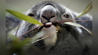 'Йўқолиб кетаётган коалалар, Уругвайда бошланган карнавал ва қуёш чиқишини кузатаётган кучук — 11 февраль суратлари'ning rasmi