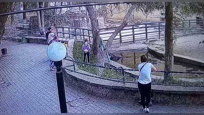 Изрображение 'Юная посетительница Ташкентского зоопарка перелезла в вольер к карликовому бегемоту (видео)'