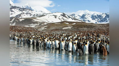 'Антарктидада пингвинларнинг оммавий қирилиши қайд этилди'ning rasmi