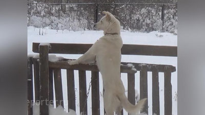 'Kaliforniyada it yonib ketgan uy yonida egalarini o`n oy kutdi 'ning rasmi
