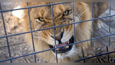 Изрображение 'ЛЬВЫ РАСТЕРЗАЛИ ОХРАННИКА ЗООПАРКА ПОД АНДИЖАНОМ'