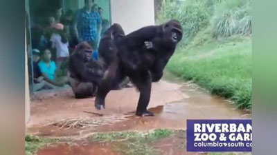'Gorillalar yomg`irdan norozi bo`lishdi (Video) 'ning rasmi