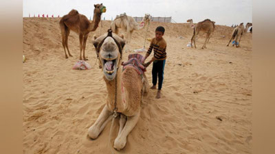 '​Misrda 11 yoshgacha bo`lgan bolalar ishtirokida o`tkaziladigan qiziqarli tuya poygalari (Foto) 'ning rasmi