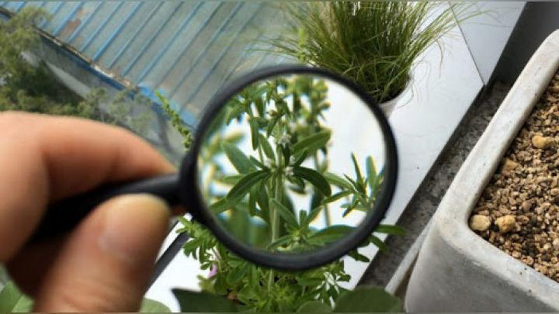 '6 oyda fitosanitar talablariga javob bermagani uchun salkam 1 tonna va 249 931 dona mahsulot yo`q qilindi'ning rasmi