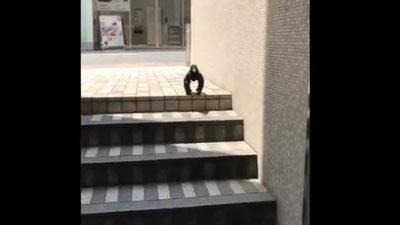 Изрображение 'Мускулистая ворона озадачила Сеть (видео)'