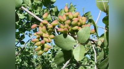 'QAShQADARYoDA MING YoShLI DARAXT HAMON MEVA BERMOQDA. MEVANING BIR KILOSI – 100 MING SO`M'ning rasmi