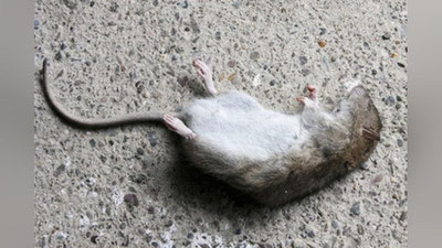 'Kalamushlar giyohvand moddalar kontrabandasiga aralashib qoldi 'ning rasmi