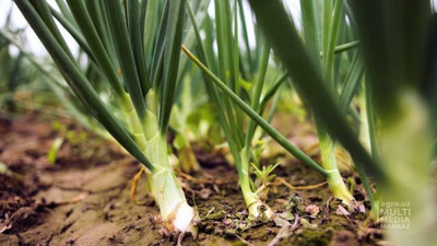 'O`zbekistonlik olimlar piyozning erta pishar yangi navni yaratishdi'ning rasmi