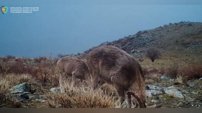 Изрображение 'Баран Северцова попал на фотоловушку в Нуратинском заповеднике (видео)'