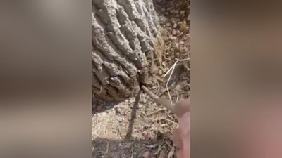 'Toshkentda daraxtlarning ildizini teshib, uni quritadigan suyuqlik sepgan shaxslarga nisbatan jinoyat ishi ochildi'ning rasmi