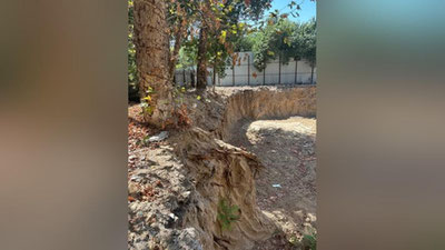 'Toshkentda tadbirkor 10 tup daraxtni yo`q qildi'ning rasmi