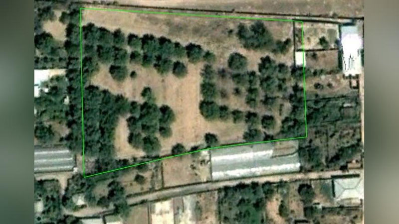 'Тошкент туманида 85 туп қимматбаҳо навли ноёб ёнғоқ дарахти кесиб ташланди'ning rasmi