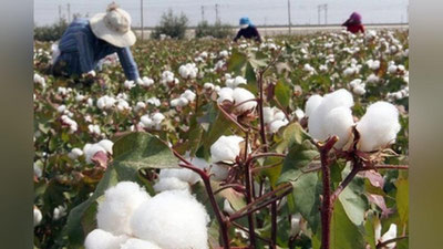 'Пахта толасининг тахминий нархлари эълон қилингани юзасидан расмий маълумот берилди'ning rasmi