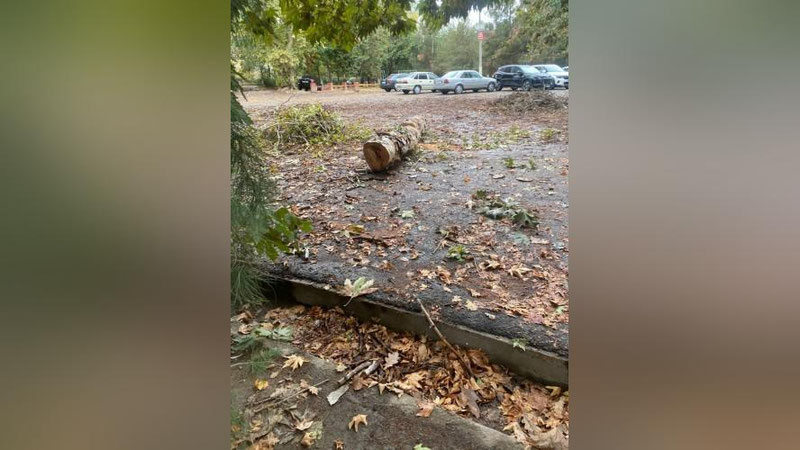 'Тошкентда чинорлар кесиб ташланди (видео)'ning rasmi