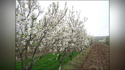 'Bugun O`zbekistonda yog`ingarchiliksiz ob-havo bo`lishi kutilmoqda'ning rasmi