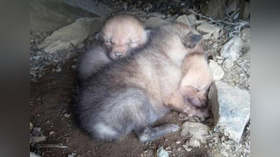 Изрображение 'На территории Зааминского заповедника на свет появились трое волчат'