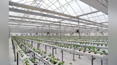 'Фарғонада қулупнай етиштиришга ихтисослашган замонавий иссиқхона қурилди'ning rasmi