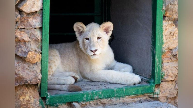 'Toshkent hayvonot bog`iga yangi, oq rangli sher bolalari olib kelindi'ning rasmi