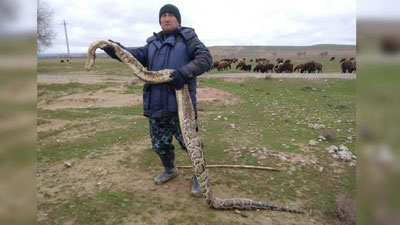 Изрображение 'В Джизакской области нашли 3-метрового питона'