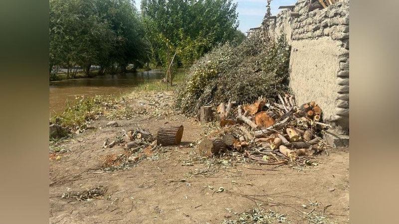 'Buxoroda muhofaza hududidagi 125 tup daraxt kesib tashlandi'ning rasmi