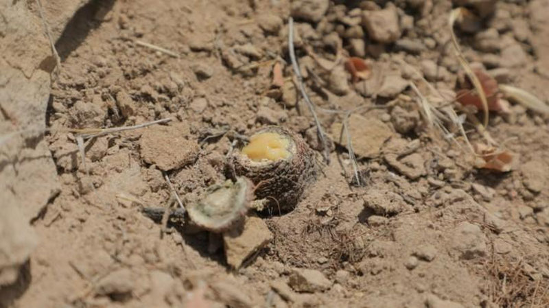 'Сурхондарёда қизил китобга киритилган 611 туп тожик ковраги кесиб ташланди'ning rasmi