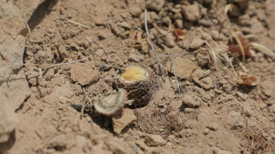 'Сурхондарёда қизил китобга киритилган 611 туп тожик ковраги кесиб ташланди'ning rasmi