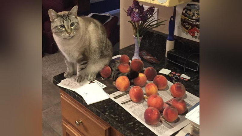 It uslubidagi koylakdagi onalar