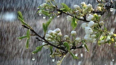 'Bugun O`zbekistonning uchta hududida yomg`ir yog`adi'ning rasmi