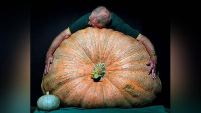 'АҚШда дунёдаги энг катта қовоқ етиштирилди'ning rasmi