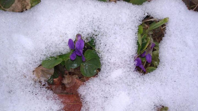 Изрображение 'КАКУЮ ПОГОДУ НАМ ОБЕЩАЮТ СИНОПТИКИ 18 ФЕВРАЛЯ?'